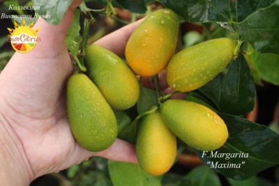 F.MargMaxima - 